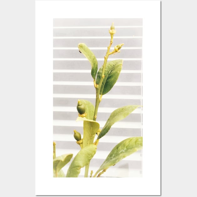 Bright young lemon tree with white blinders background. Vegan lifestyle Wall Art by Khala